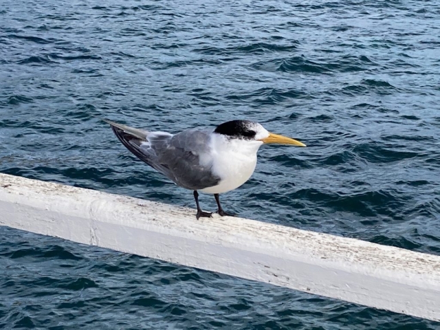 Greater crested tern on the causeway