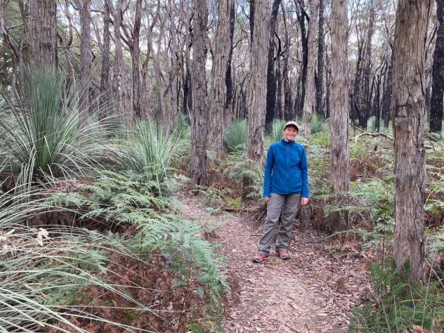 CC in the stringybark forest