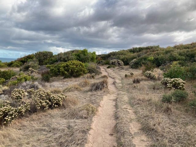 In the bush on Waitpinga Cliffs