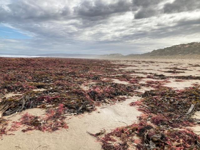 Seaweed after wild weather on Goolwa Beach