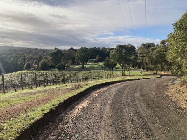 Grapevines at Panton Hill