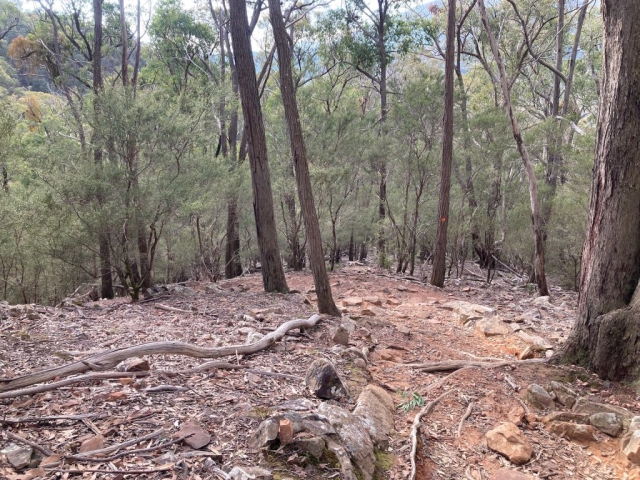 On the Neds Gully Track