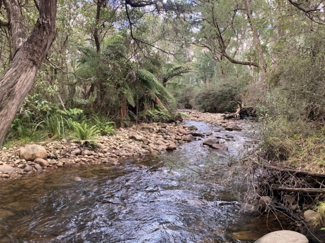 View of the river from the Little River Track