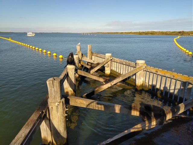 A seal on Goolwa Barrage