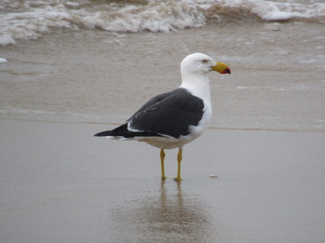 Pacific gull