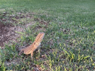 Eastern Water Dragon in Port Pirie