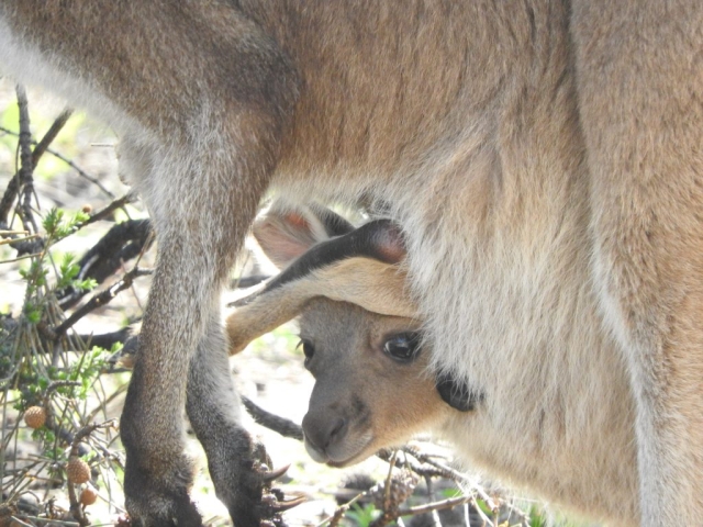 Joey peeking out from its pouch