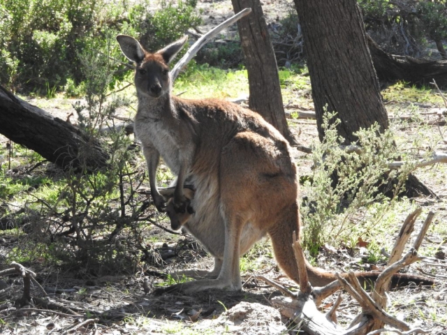 Kangaroo with joey in the scrub