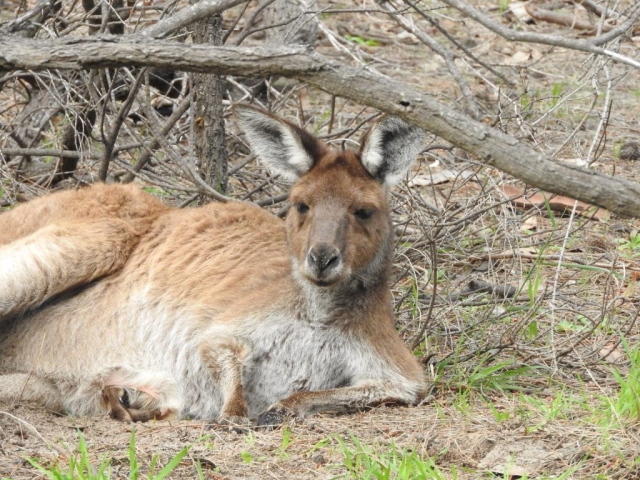 Kangaroo chilling in the scrub