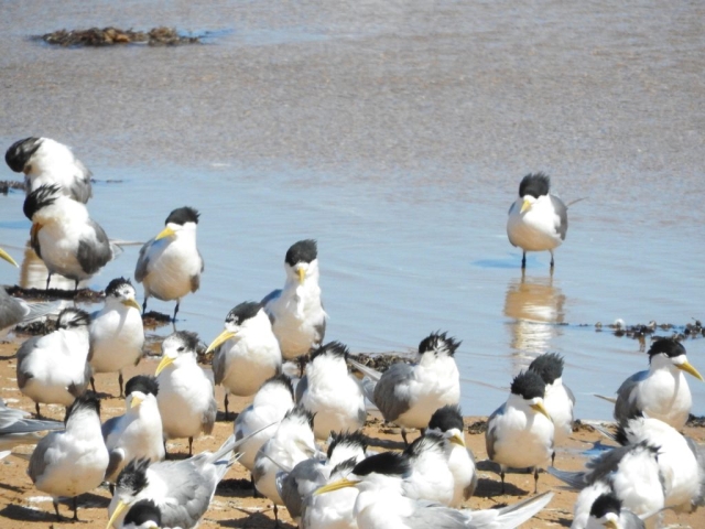 Crested terns hanging out