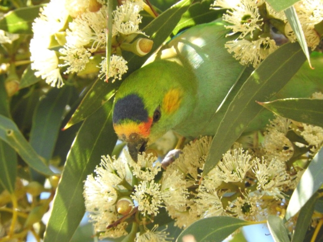 Purple-crowned lorikeet