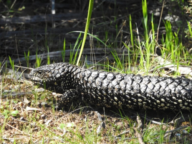 Shingleback in the bush