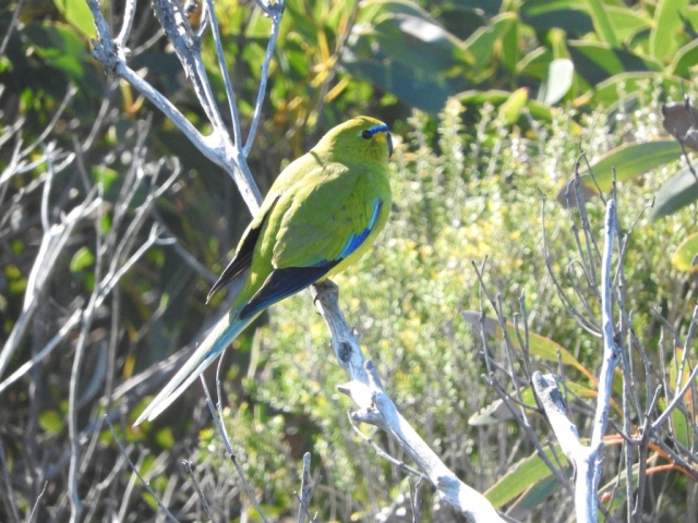 Elegant parrot