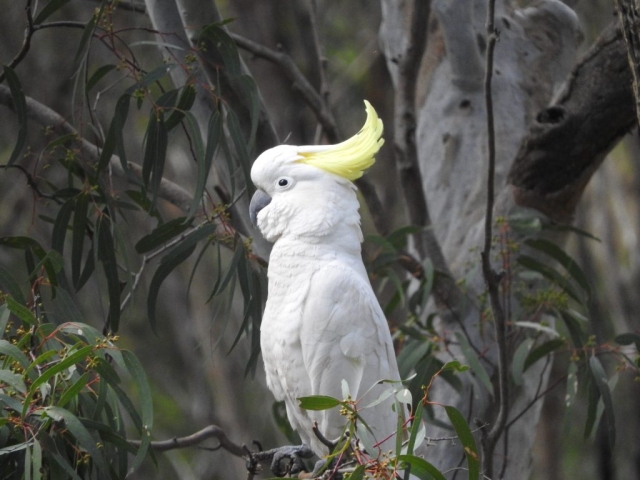 Sulphur-crested cockatoo - viewed from our lunch spot