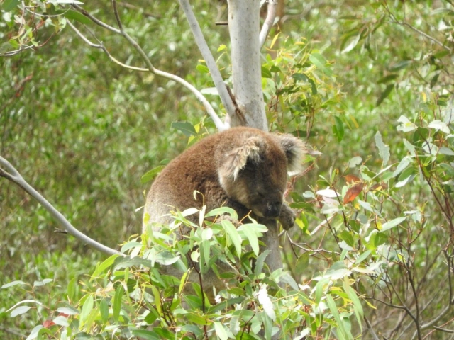 Koala - viewed from our lunch spot