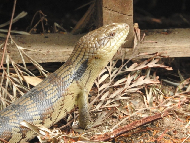 Eastern blue-tongued lizard outside our place in Port Willunga