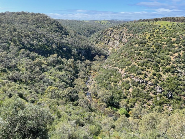 View of the gorge from the Sundews Ridge Hike