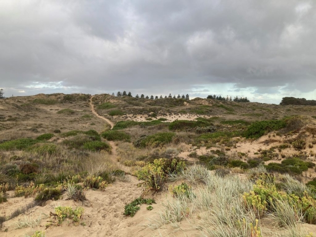 Trail through the sand dunes behind Goolwa Beach