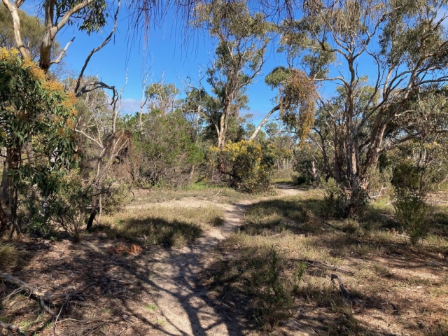 Trail in Aldinga Scrub Conservation Park