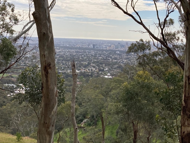 View of Adelaide CBD from the reserve