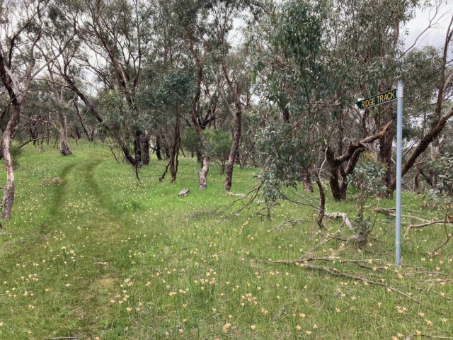 Track in the Waite Conservation Reserve