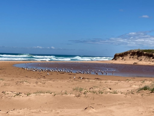 Crested terns gathered on the beach