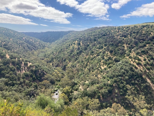 View of the gorge from Chapel Hill Lookout