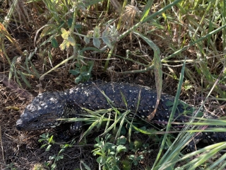 Shingleback (bobtail) in the grass