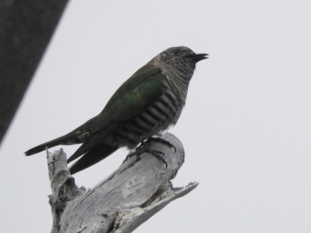 Shining bronze-cuckoo on the trail down to the gorge