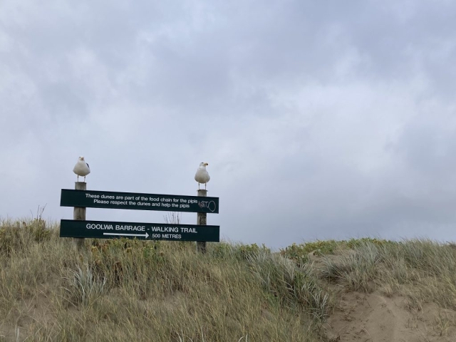 Two pacific gulls guard the trail