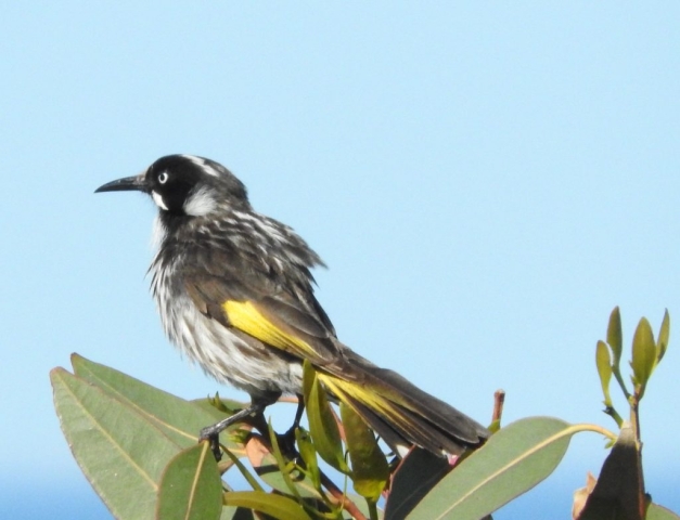 New holland honeyeater in the bush on the cliffs