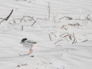 Hooded Plover chick on Port Willunga Beach