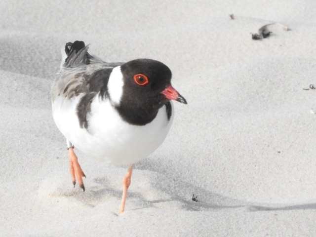 Hooded Plover