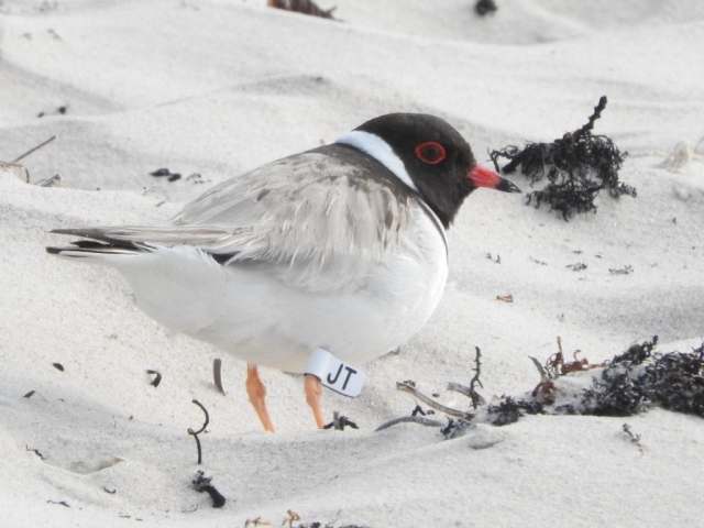 Hooded Plover on Port Willunga Beach