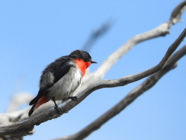 Mistletoebird