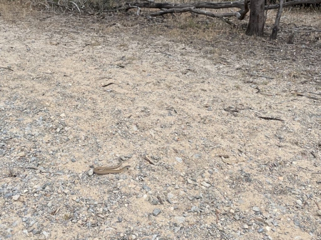 Snake on the path in Aldinga Scrub