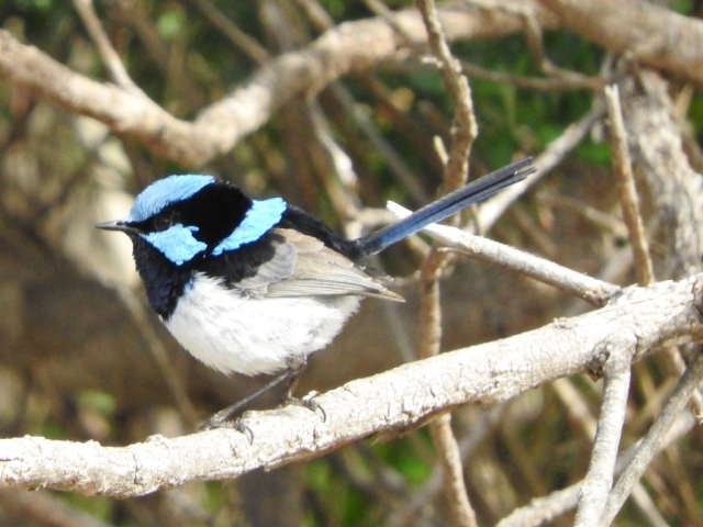 Superb Fairywren