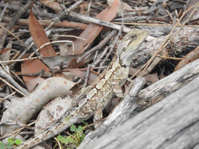 Eastern Water Dragon