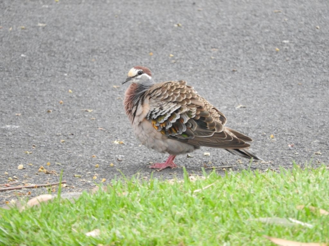 Common Bronzewing