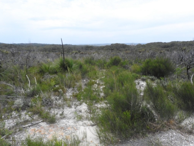 Coastal scrub along the trail