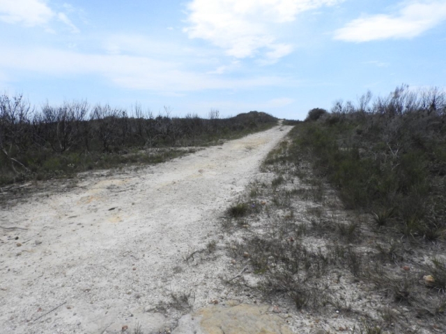 Track through the coastal bush