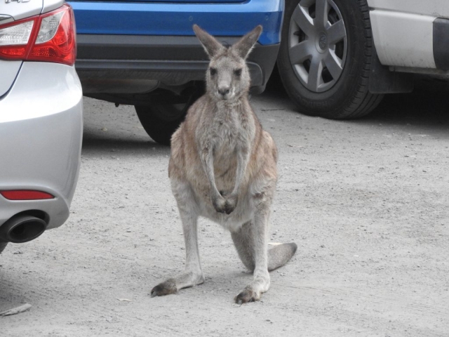 Kangaroo in the car park