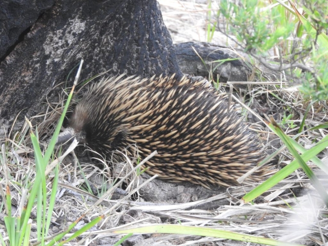 Echidna on the way to Cave Beach