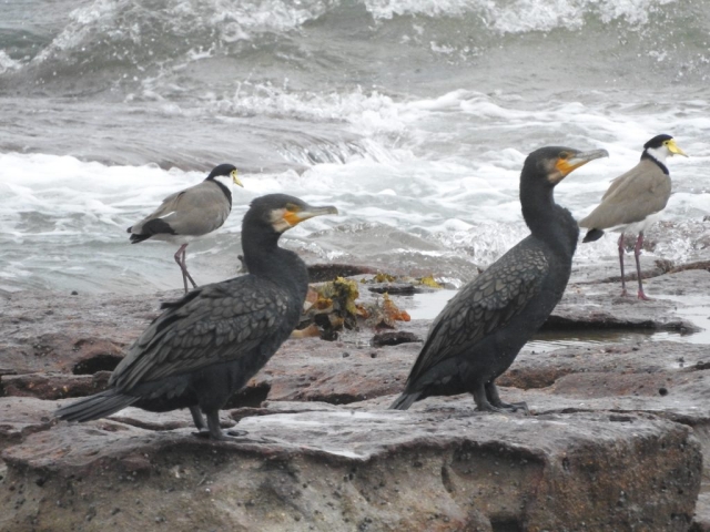 Great cormorants on the rocks