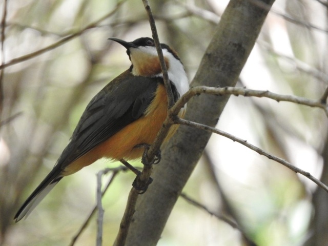 Eastern spinebill