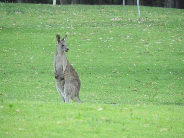 The kangaroos are also waiting for the wombats to come out