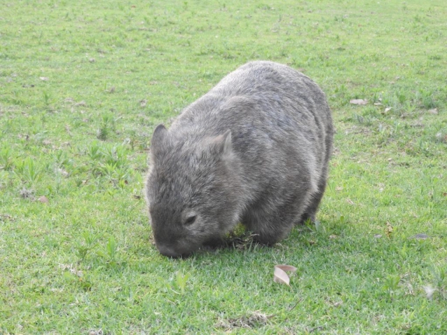 A wombat has appeared!