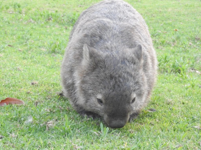 Here's another wombat