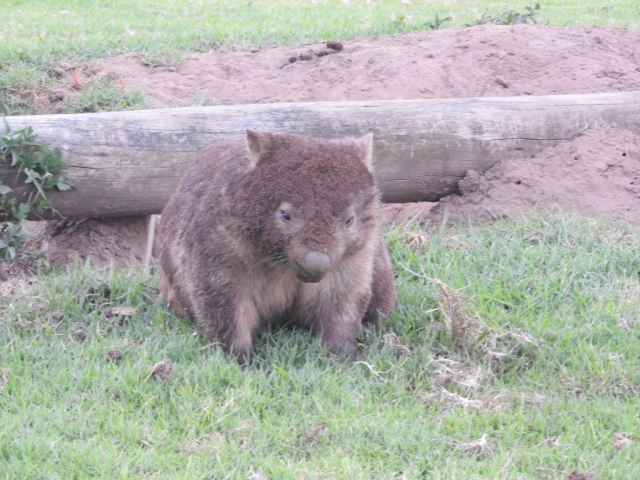 This wombat has been digging in the dirt