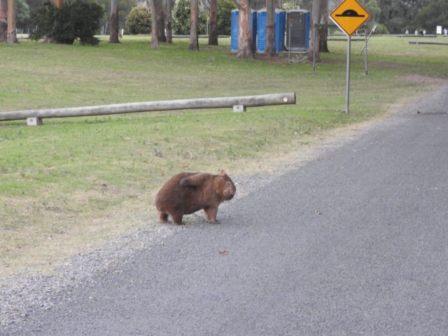 A wombat scratches itself before crossing the road